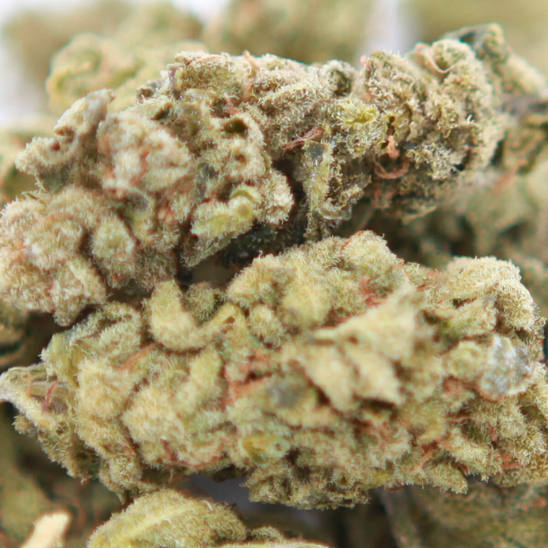 Kompolti-Harlequin-Fleur-H4CBD-Grossiste-CBD-Hemp-Distrib