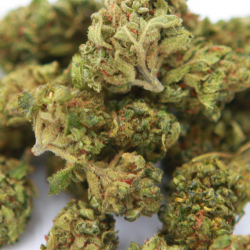 Fedora-Sour-Lemon-Fleur-H4CBD-Grossiste-CBD-Hemp-Distrib