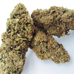 Bubblegum - Indoor
