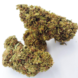 White Widow - Glasshouse