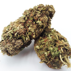 Orange Bud - Hydro