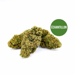 Échantillon gratuit - Amnesia - Indoor