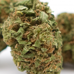 Lemon Haze - Glasshouse