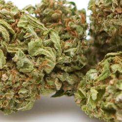 OG Kush - Glasshouse